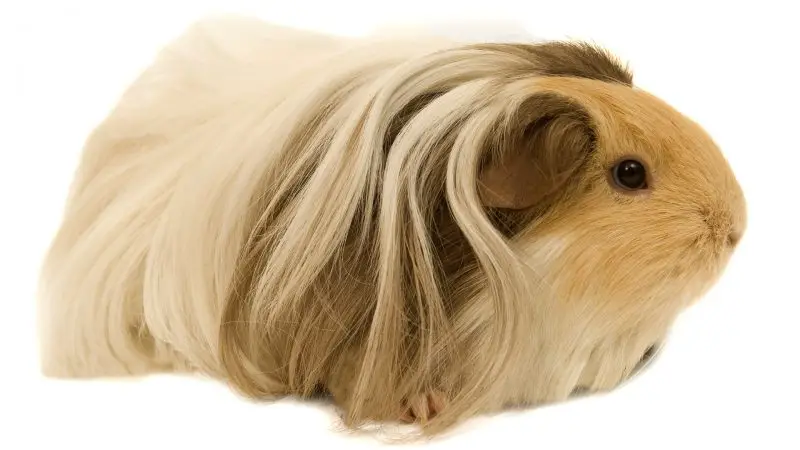 Long Haired Guinea Pig Breeds