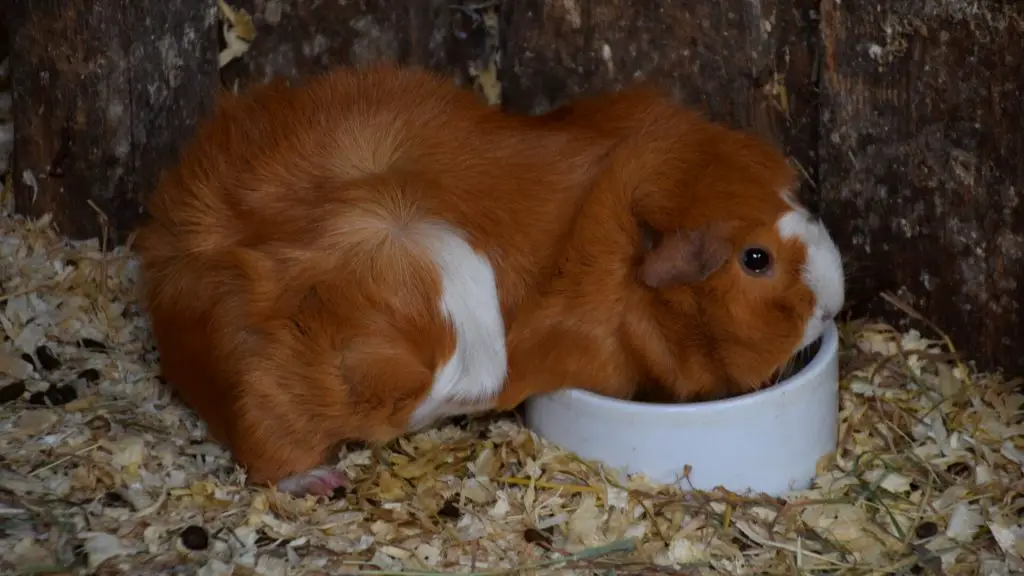 More Information About Pine Beddings for Guinea Pigs