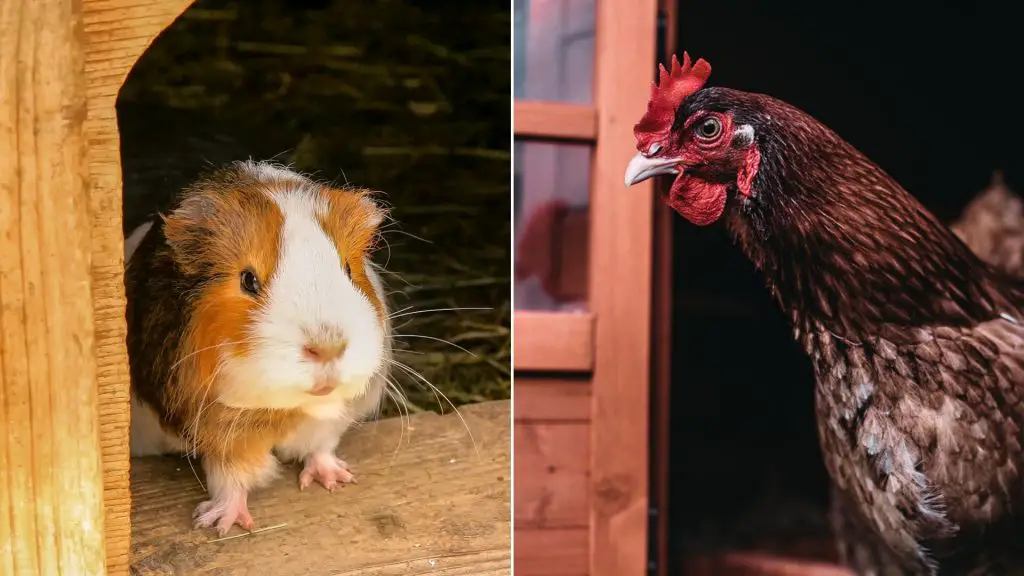 Reasons Why Guinea Pigs Could Potentially Live With Chickens