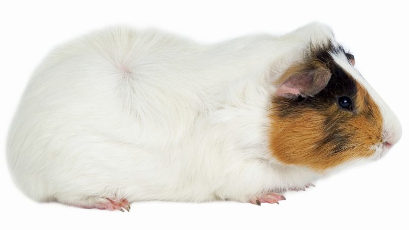 Short Haired Guinea Pig Breeds