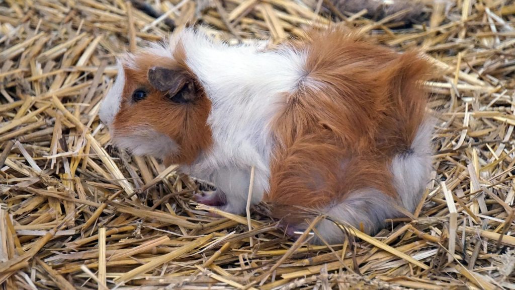 Straw Bedding