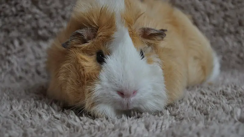 Vet Bed Guinea Pig Bedding