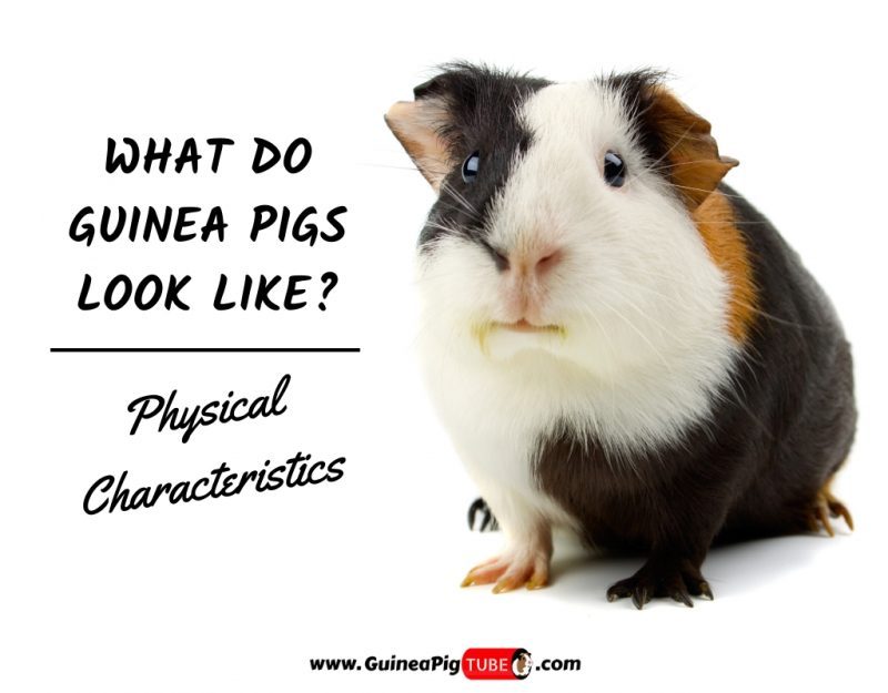 What Do Guinea Pigs Look Like_