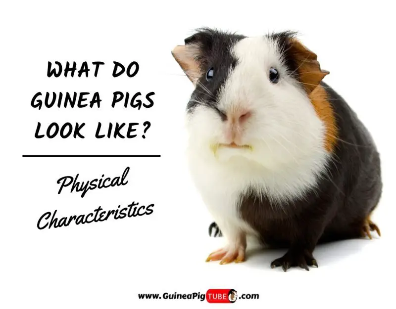 What Do Guinea Pigs Look Like_