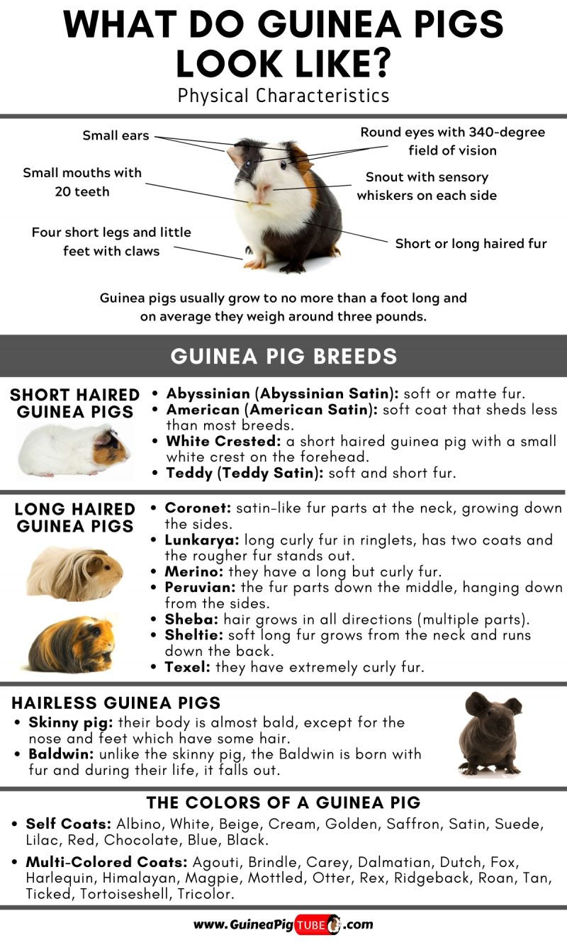 What Do Guinea Pigs Look Like_1