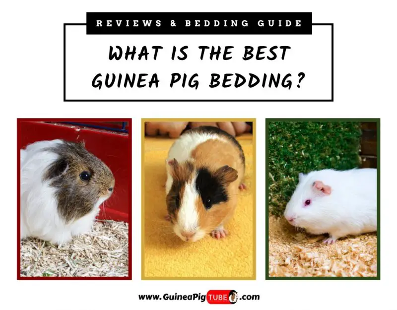 types of guinea pig bedding