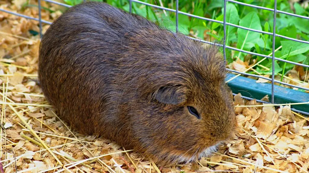 What is Guinea Pig Pine Bedding