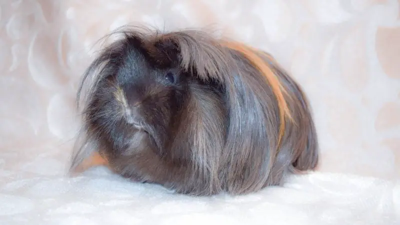 What to Look for When Choosing Guinea Pig Bedding