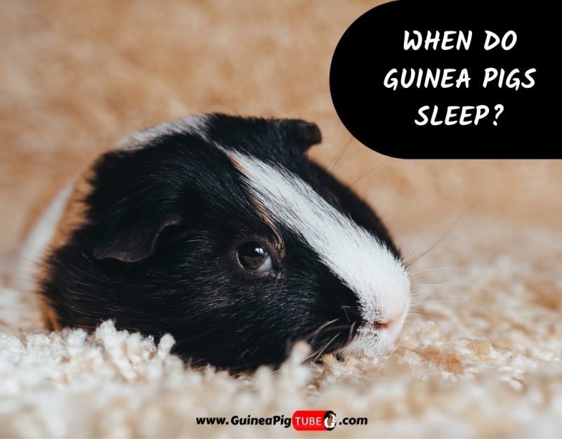 When Do Guinea Pigs Sleep