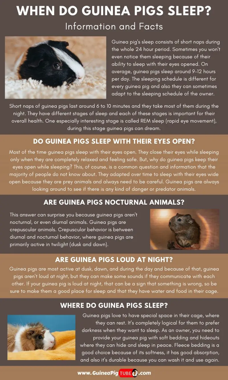 When Do Guinea Pigs Sleep_1