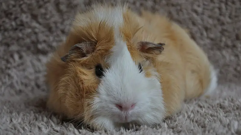 Where Do Guinea Pigs Sleep