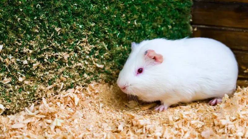 Wood Shavings Guinea Pig Bedding