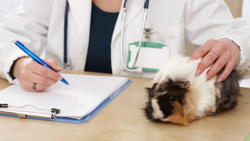 A Vet Will Give Dietary Advice for Guinea Pigs