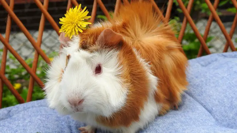 Are Dandelions Good for Guinea Pigs