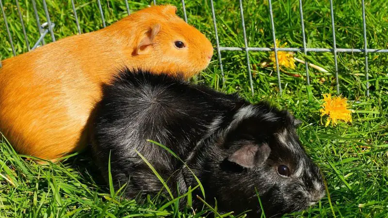Are Dandelions Poisonous to Guinea Pigs