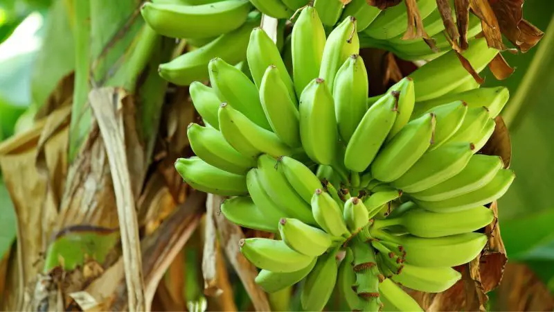 Are Green Bananas Good for Guinea Pigs