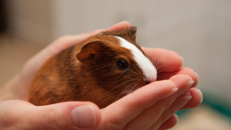 Are Guinea Pig Bites Dangerous