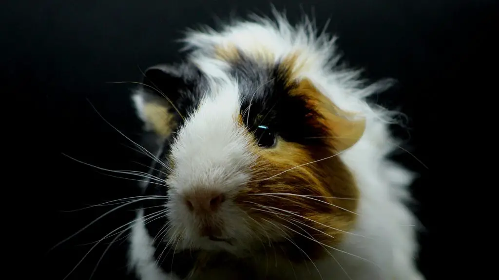 Are Guinea Pigs Afraid of the Dark