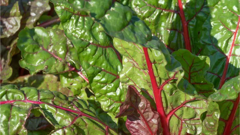 Beet Green Leaves