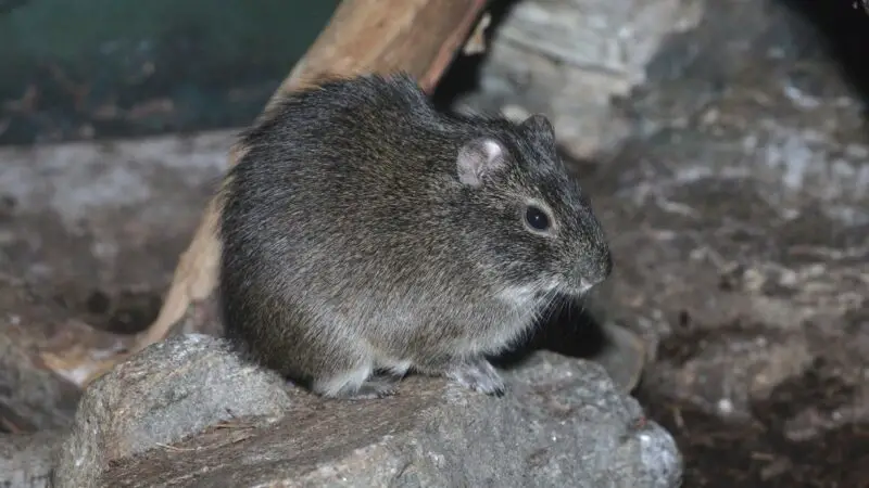 Brazilian Guinea Pig