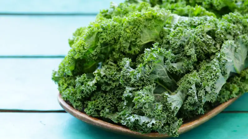 Can Guinea Pigs Eat Curly Kale