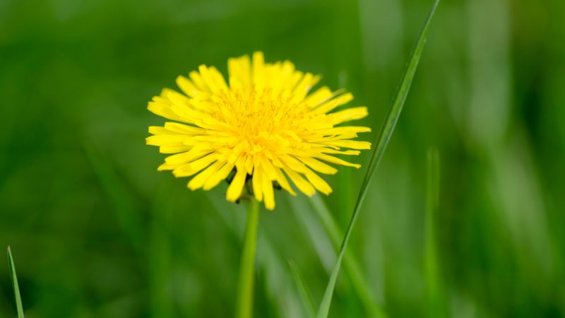 Can Guinea Pigs Eat Dandelion Flowers