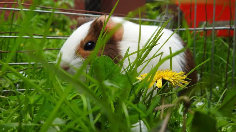 Can Guinea Pigs Eat Dandelion Greens Dandelion Leaves