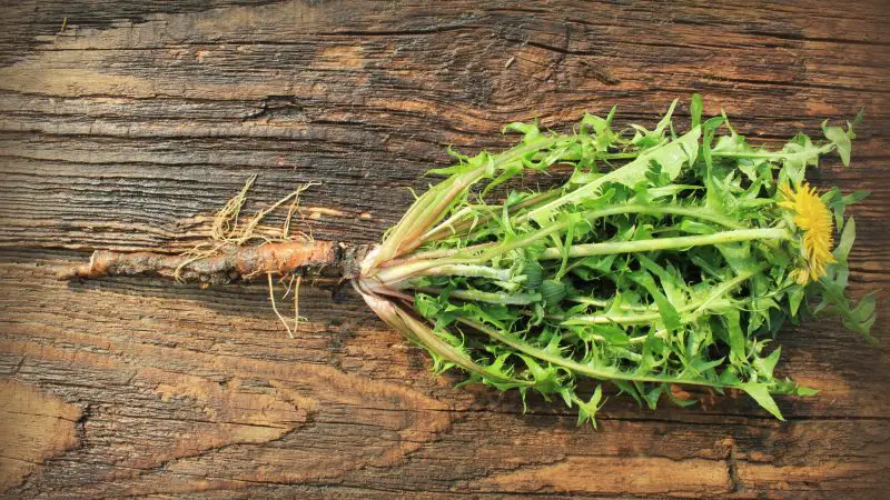 Can Guinea Pigs Eat Dandelion Roots