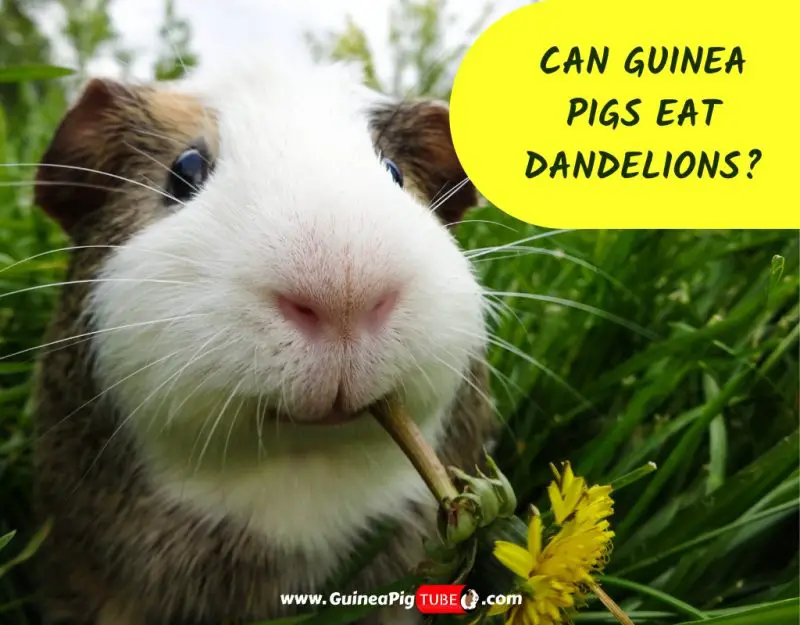 Can Guinea Pigs Eat Dandelions_
