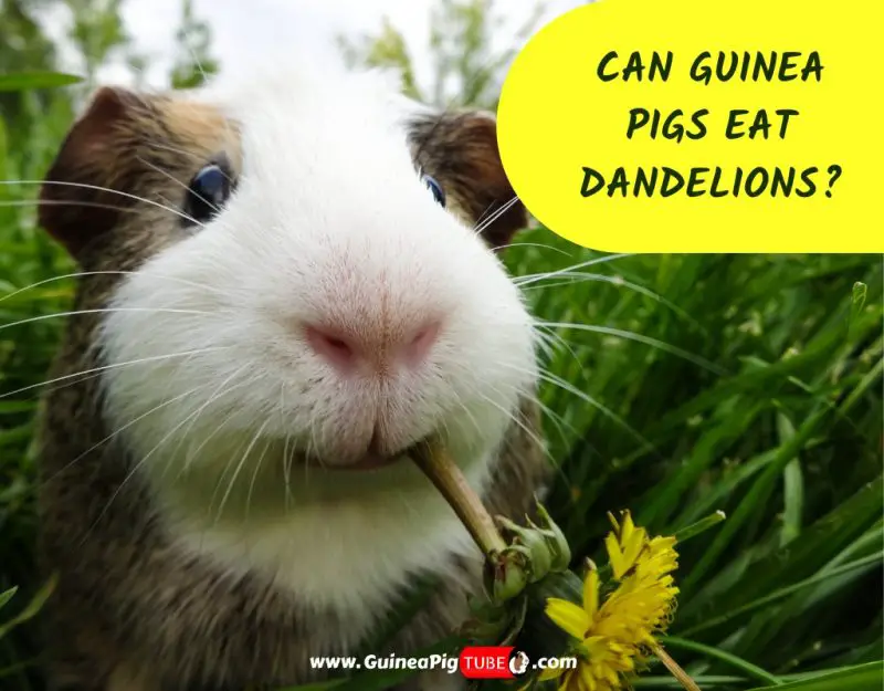 can guinea pigs eat dandelion