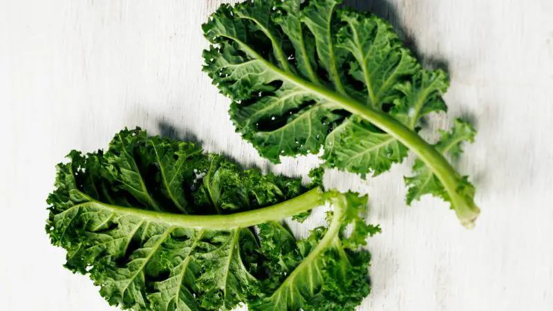 Can Guinea Pigs Eat Kale Stems Kale Stalks