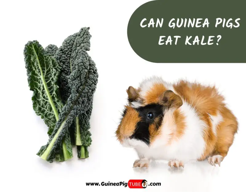 Can Guinea Pigs Eat Kale_