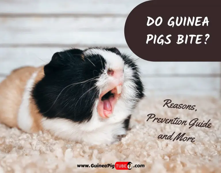 do guinea pigs bite each other