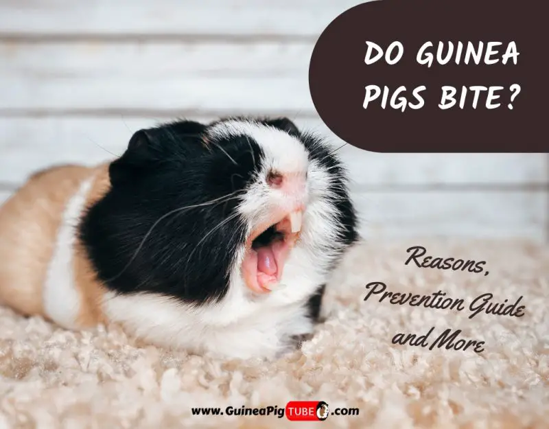 Do Guinea Pigs Bite_