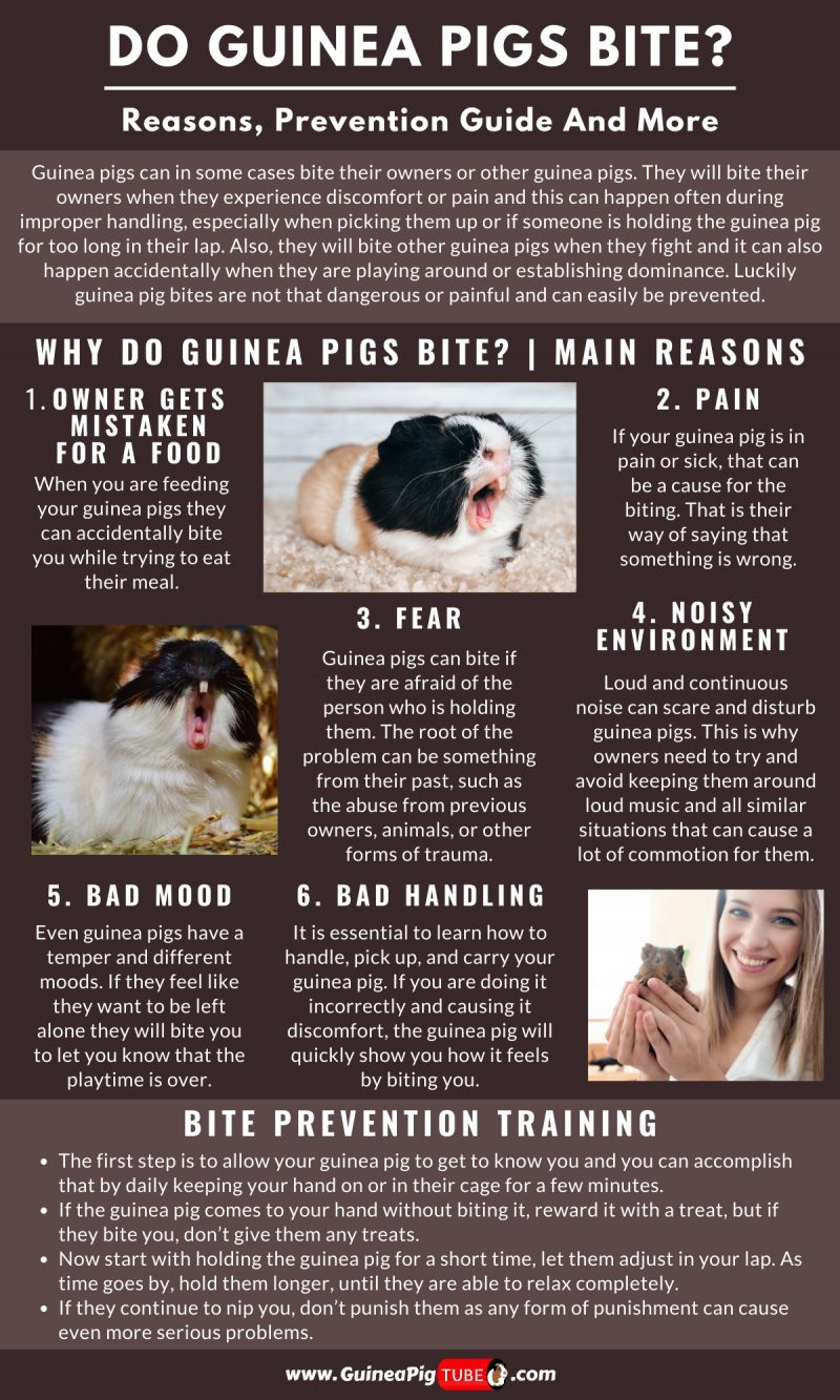 Do Guinea Pigs Bite_1