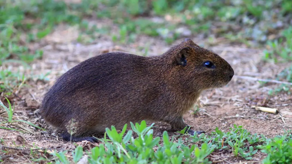Eating Patterns of Guinea Pigs in the Wild
