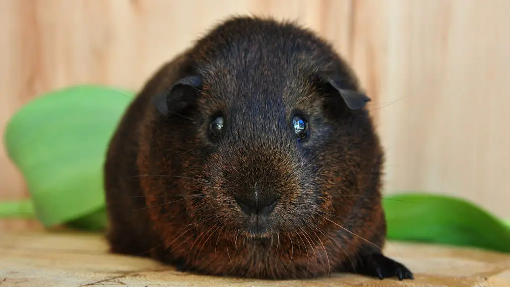 Scared Guinea Pigs: What Are Guinea Pigs Afraid Of ...
