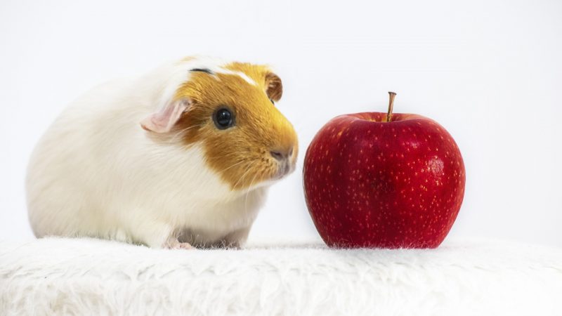 Fresh Fruits for guinea pigs