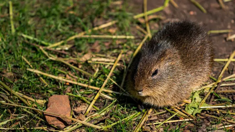 Greater Guinea Pig