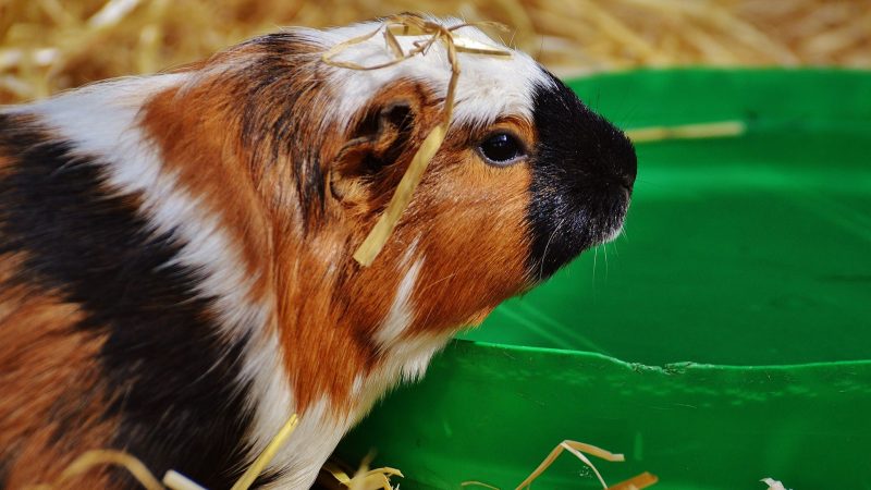 Guinea Pig Water Bowl Can Guinea Pigs Drink out of a Bowl