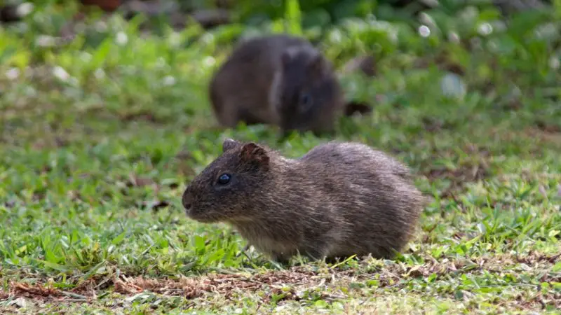 Guinea Pig Wild Habitat