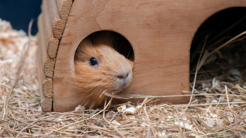 Guinea Pigs Are Sometimes Not That Social