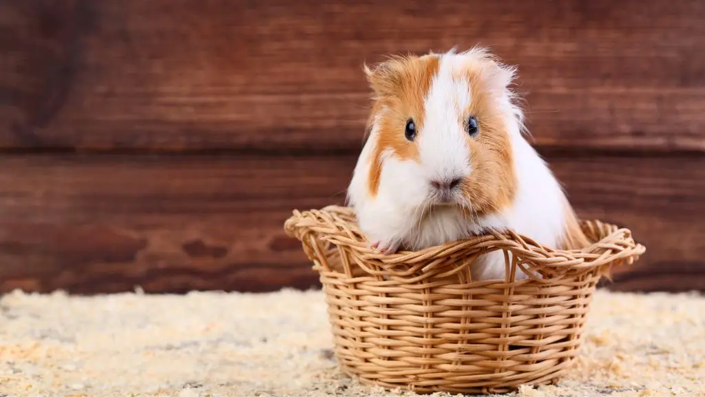 Guinea Pigs Aren’t Demanding