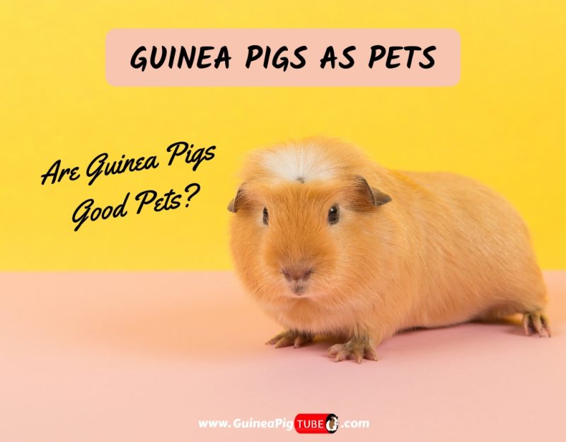 Guinea Pigs As Pets_ Are Guinea Pigs Good Pets_