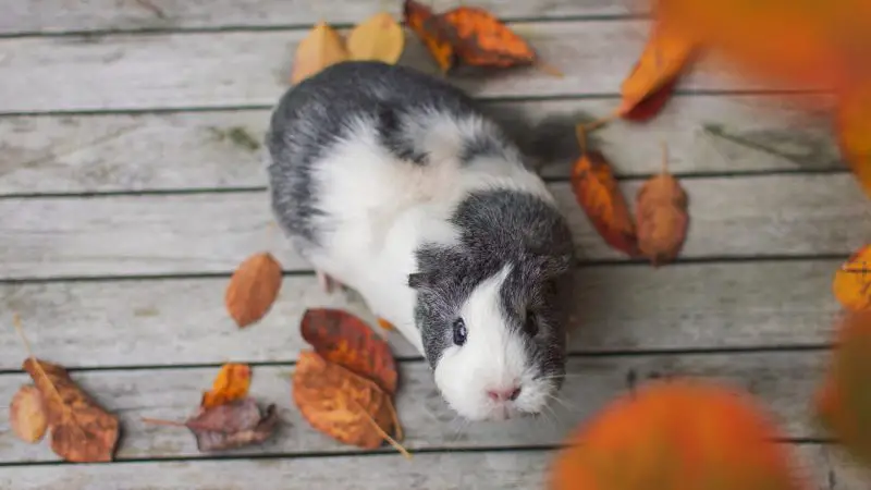 Guinea Pigs Can Be Amusing and Funny