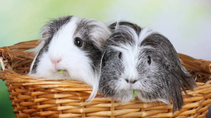 Guinea Pigs Like Company