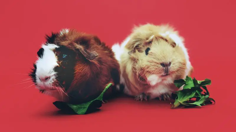 Guinea Pigs Need Lots of Great Food