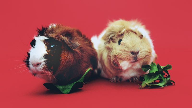 Guinea Pigs Need Lots of Great Food