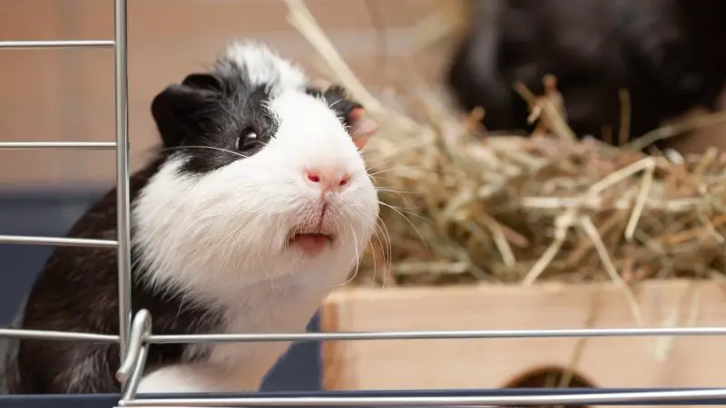 Guinea Pigs Need a Large Space