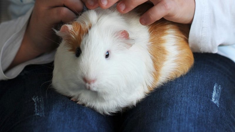 Guinea Pigs Purr!